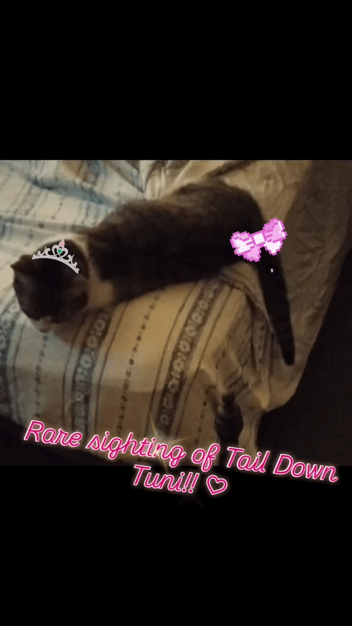 Tuni sleeping with her tail straight down